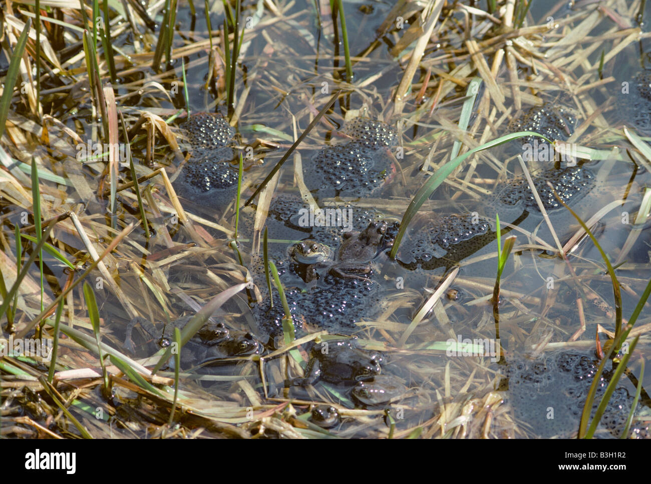 Common frogs Rana temporaria spawning Stock Photo