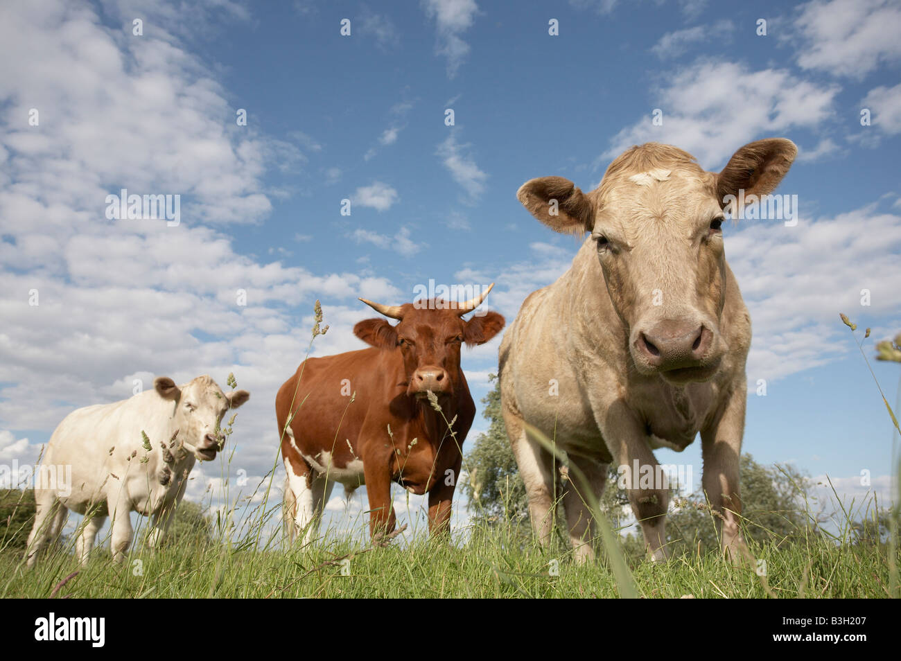 Cattle on common land in Fens, East Anglia Stock Photo