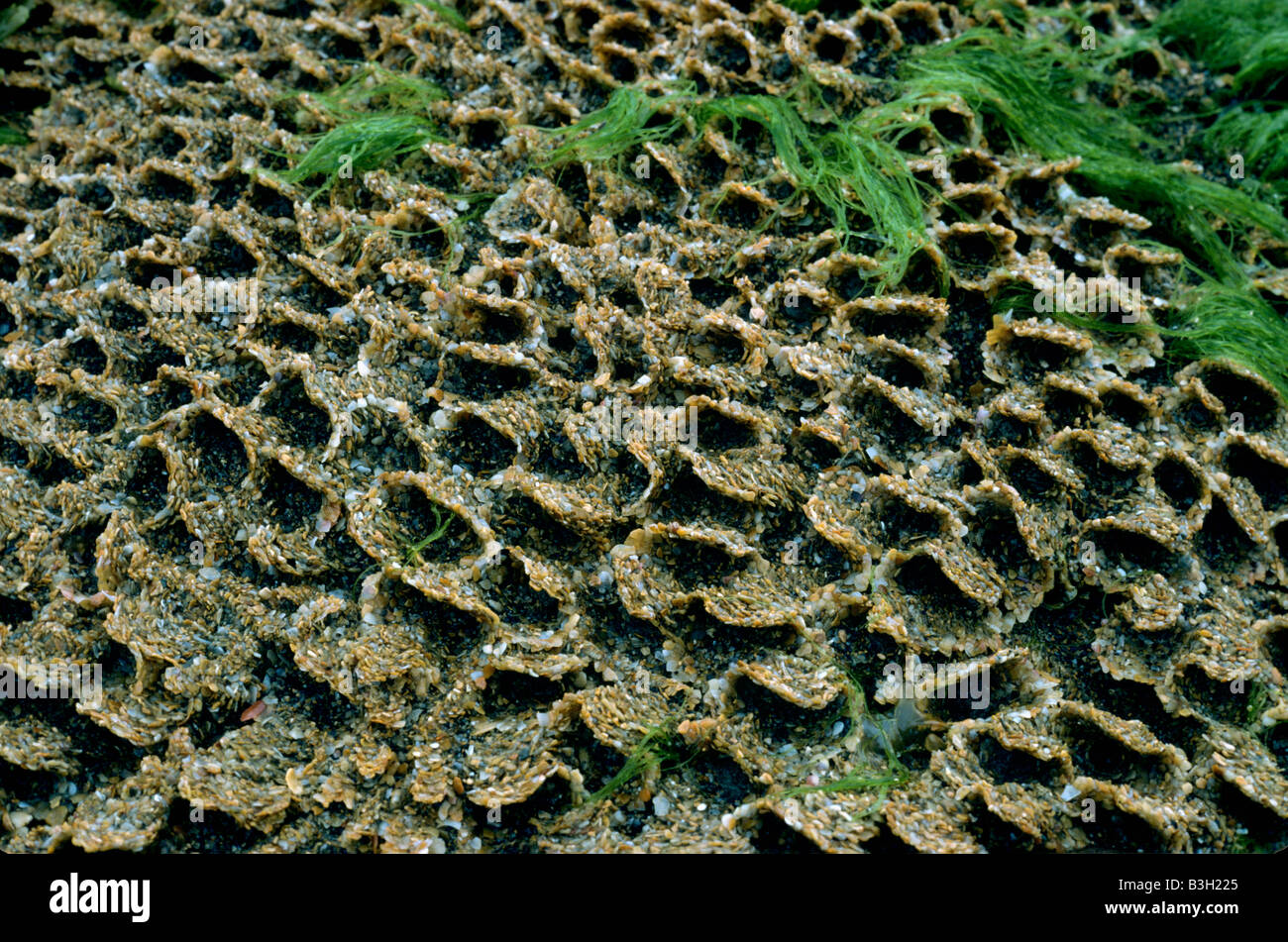 Honeycomb worm Sabellaria alveolata reef detail at low tide showig entrances to indiviual tubes made of sand grains Stock Photo