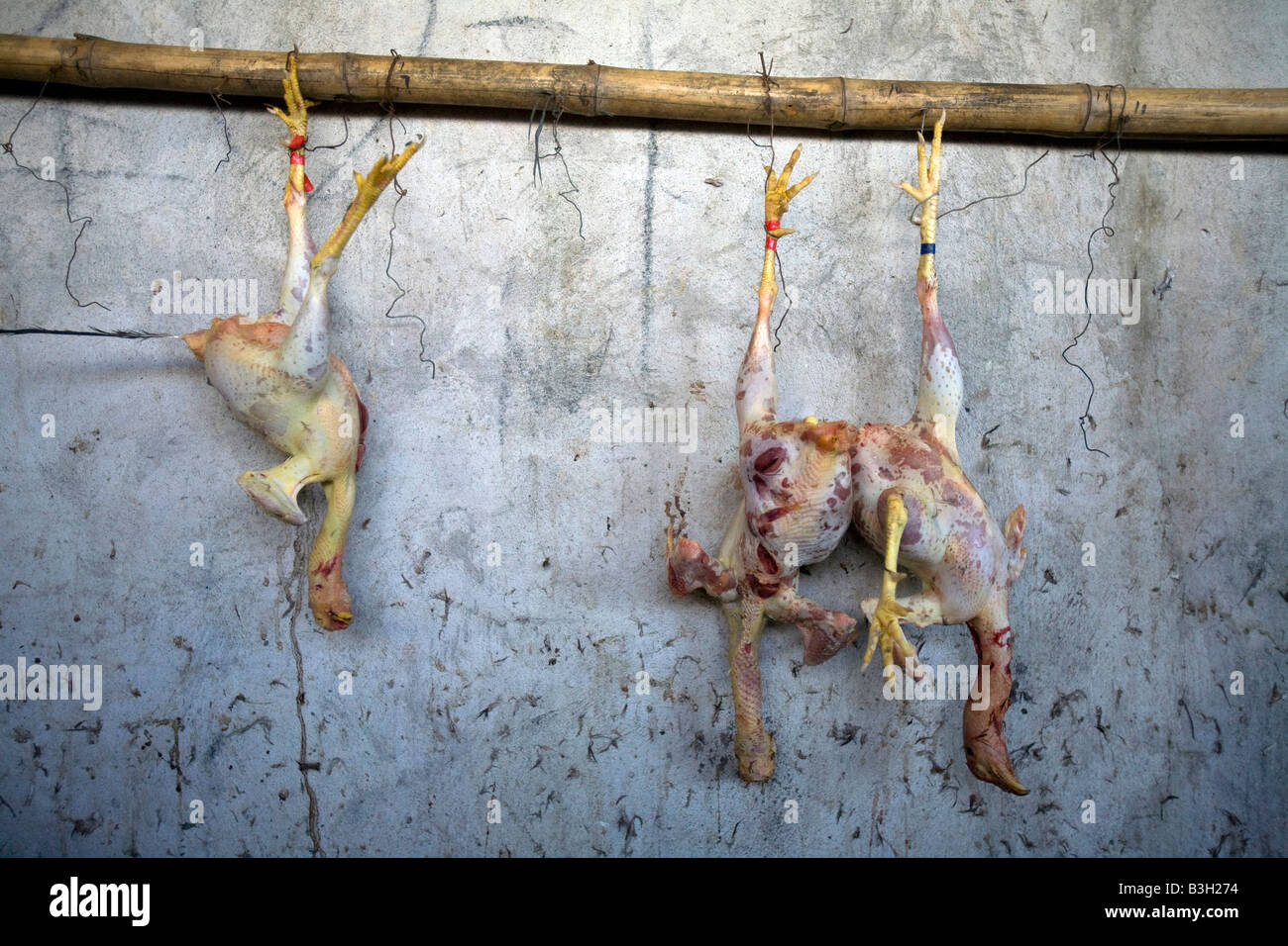 cock dead picture Roy gold porn