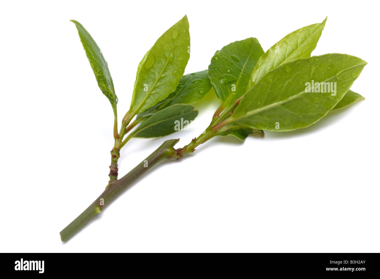 Bay leaves stem hires stock photography and images Alamy