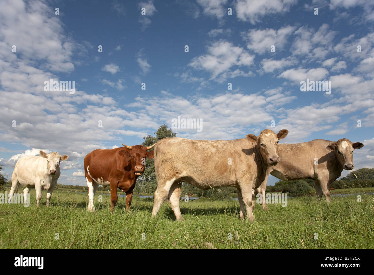 Cattle on common land in Fens, East Anglia Stock Photo