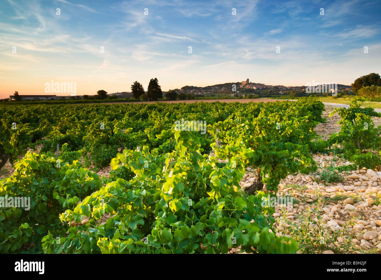 Vineyards of Chateauneuf-du-Pape, France Stock Photo