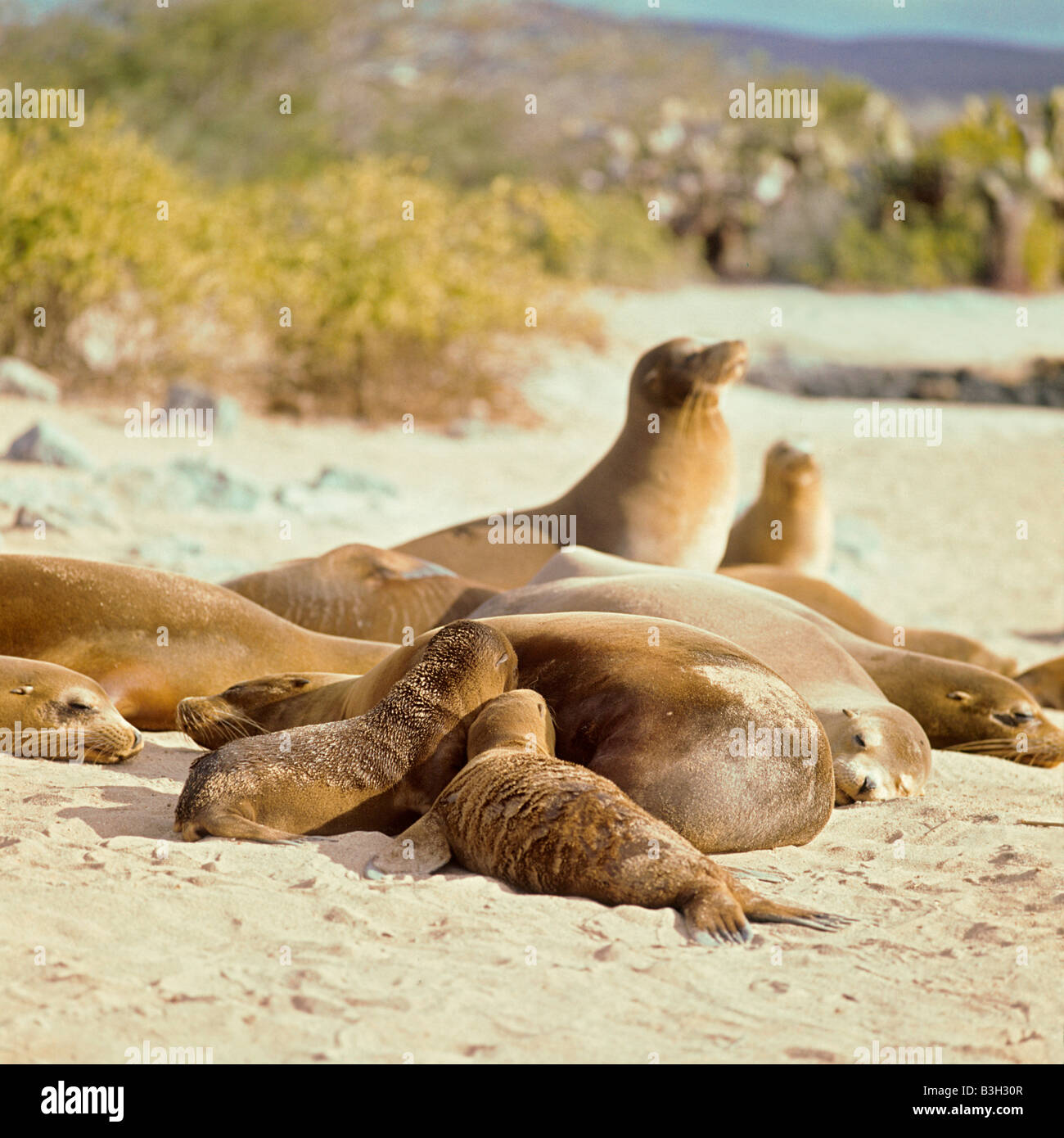 Galapagos sea lions Zalophus californianus wollebaeki mother suckling pups on sandy beach Stock Photo