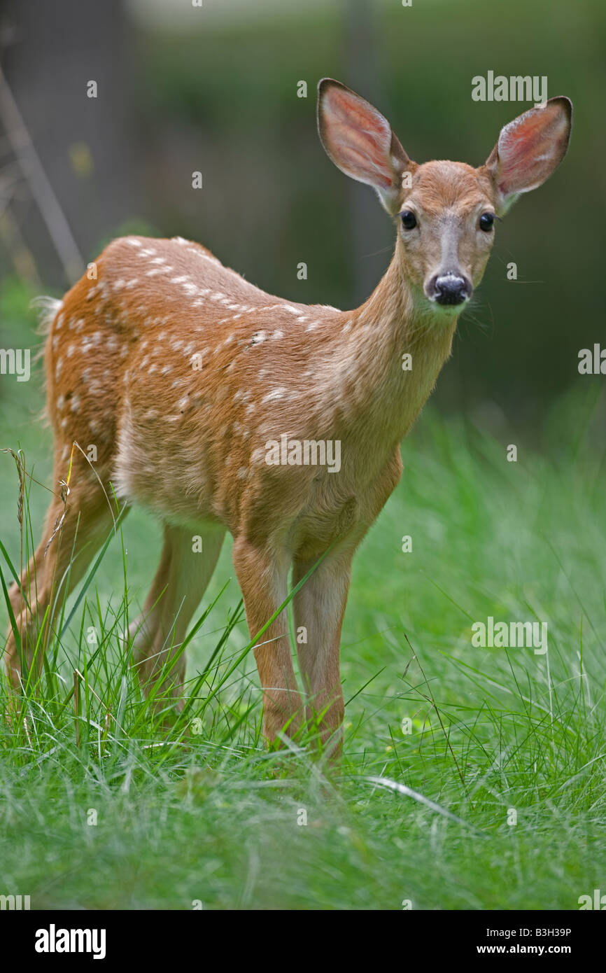 White tailed Deer (Odocoileus virginianus) New York - Fawn Stock Photo