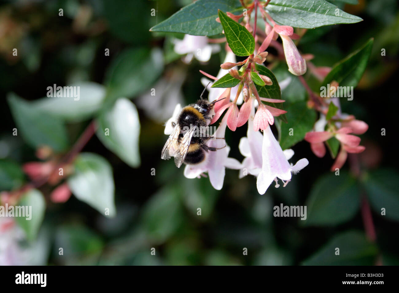 Bumble Bee Gathering Abelia Pollen Stock Photo Alamy