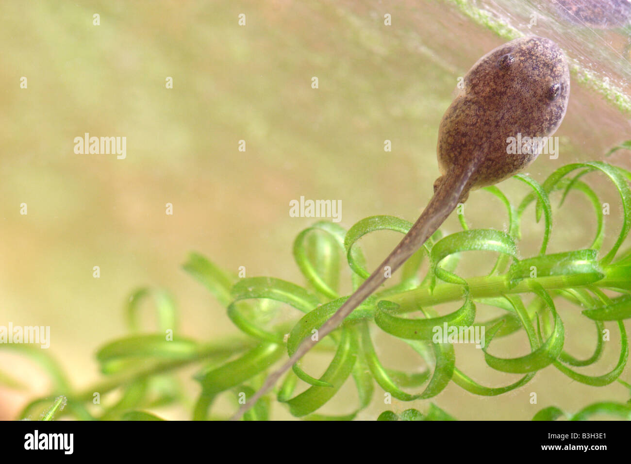 Developing tadpole showing rear hind legs, UK Stock Photo