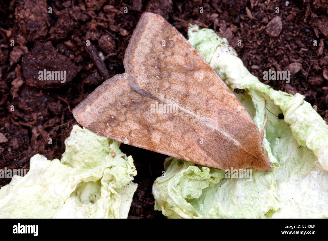 Bollworm, Helicoverpa zea Stock Photo