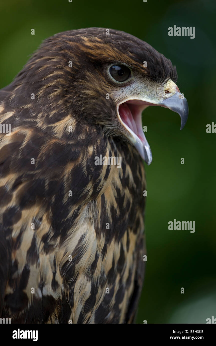 Harris Hawk (Parabuteo Unicinctus) Immature -Portrait - Calling ...