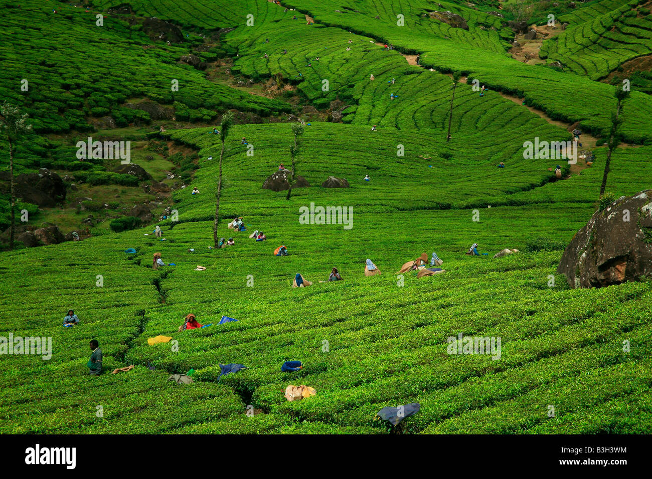 Tea Plantation or Tea estate or Tea Garden or Tea cultivation in Munnar
