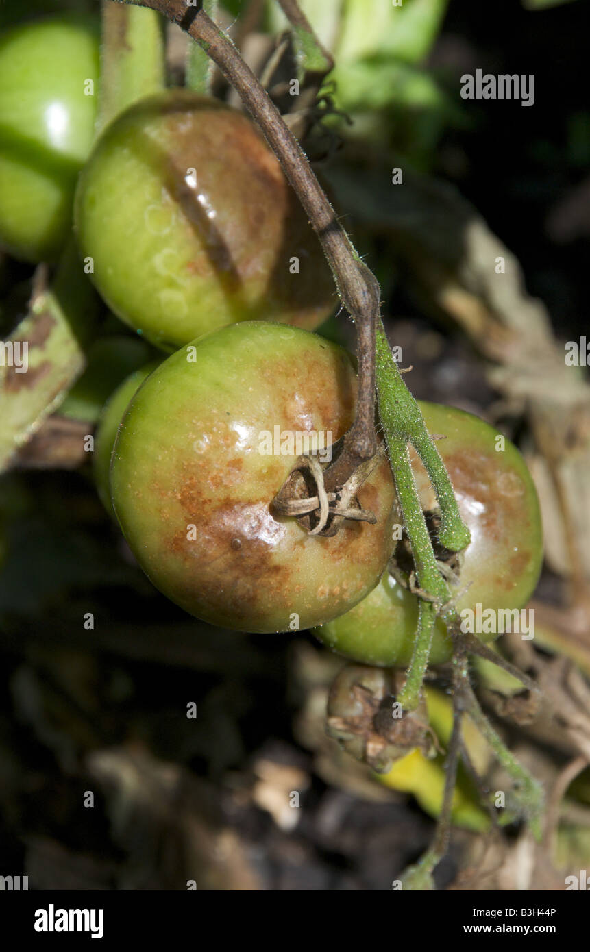 tomato blight ontario tomato blight ontario