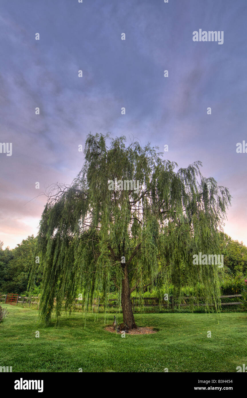 Weeping Willow Tree at Sunrise Floyd County Indiana Stock Photo