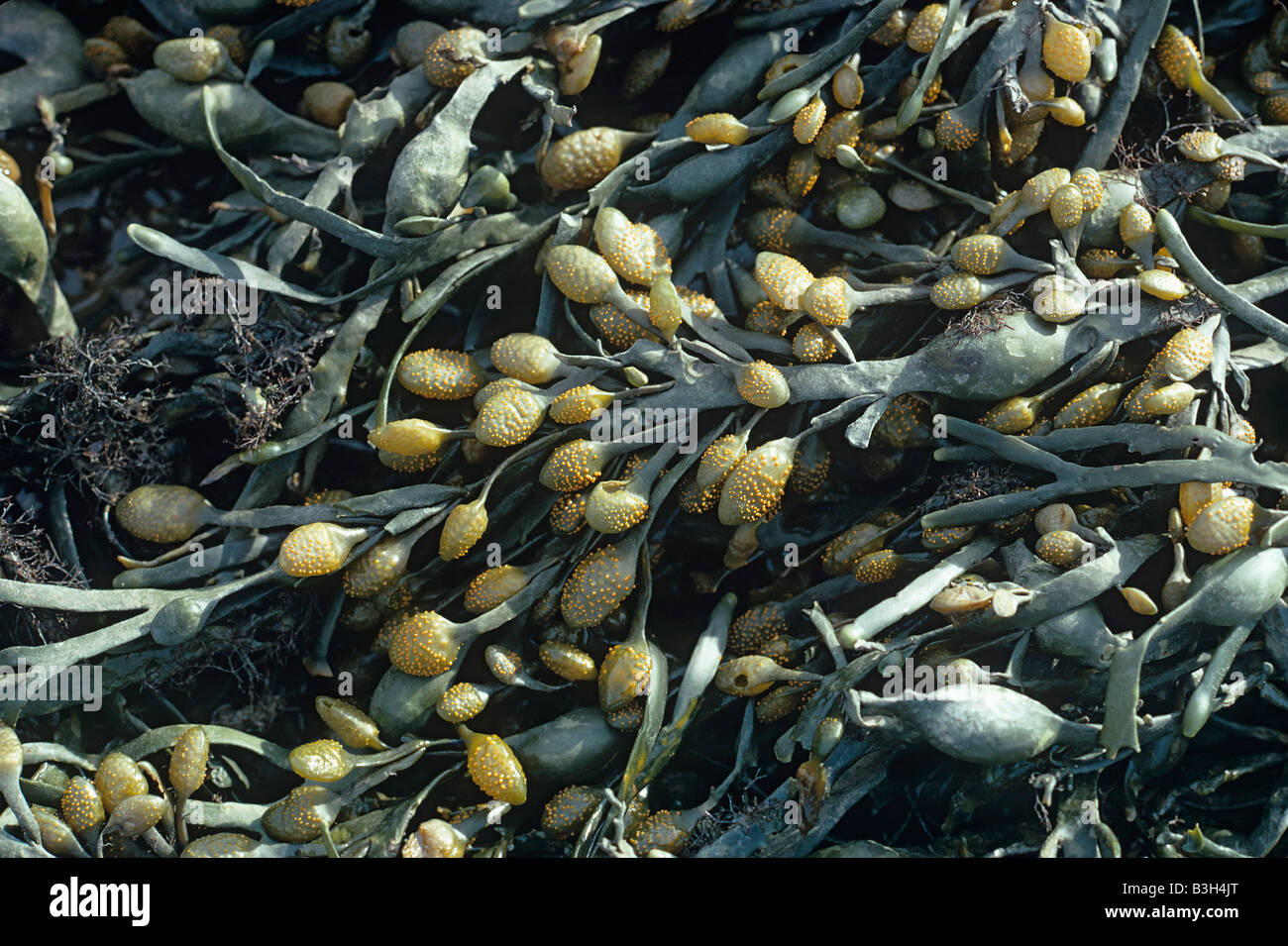A brown seaweed or alga egg or knotted wrack Ascophyllum nodosum with male conceptacles Stock Photo