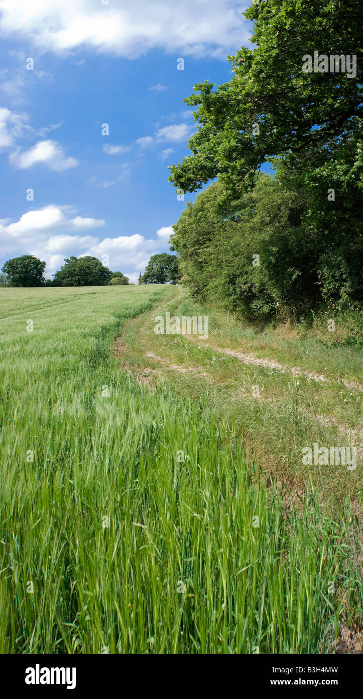 farmland farm farming arable earth soil agriculture new growth fertile corn cornfield wheat wheatfield field barley crop crops Stock Photo