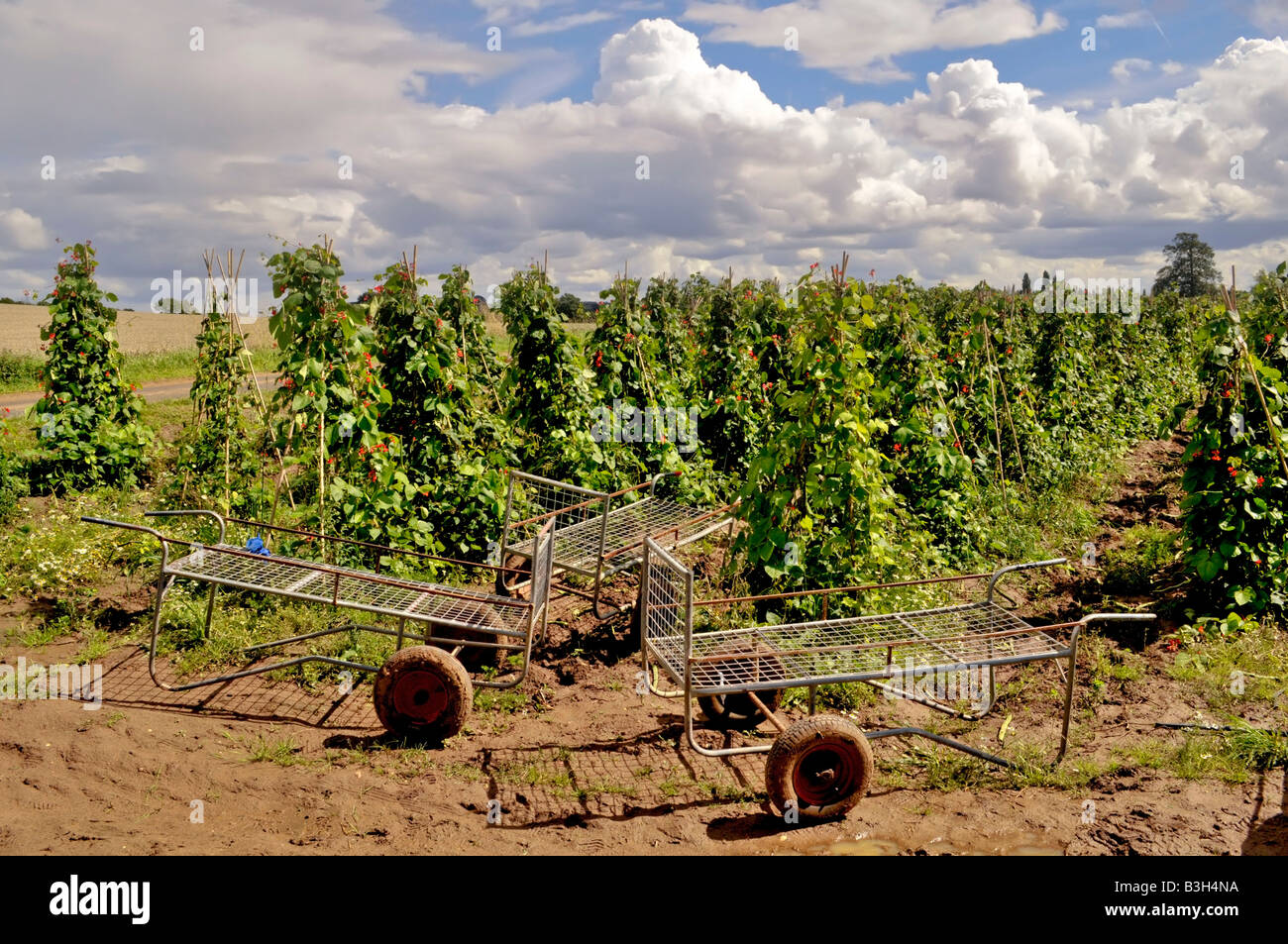 green kidney beans growing in a field Stock Photo Alamy