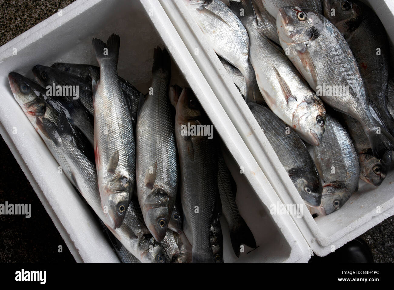 sea bass and sea bream fish in box Stock Photo