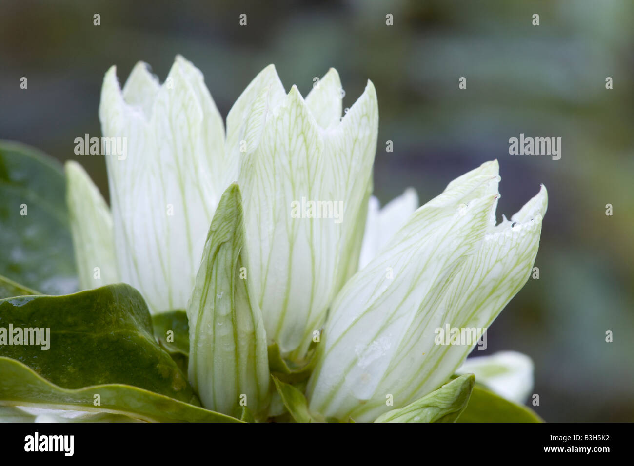 Gentiana alba; common names: pale gentian, plain gentian, cream gentian, yellow gentian, yellowish gentian Stock Photo