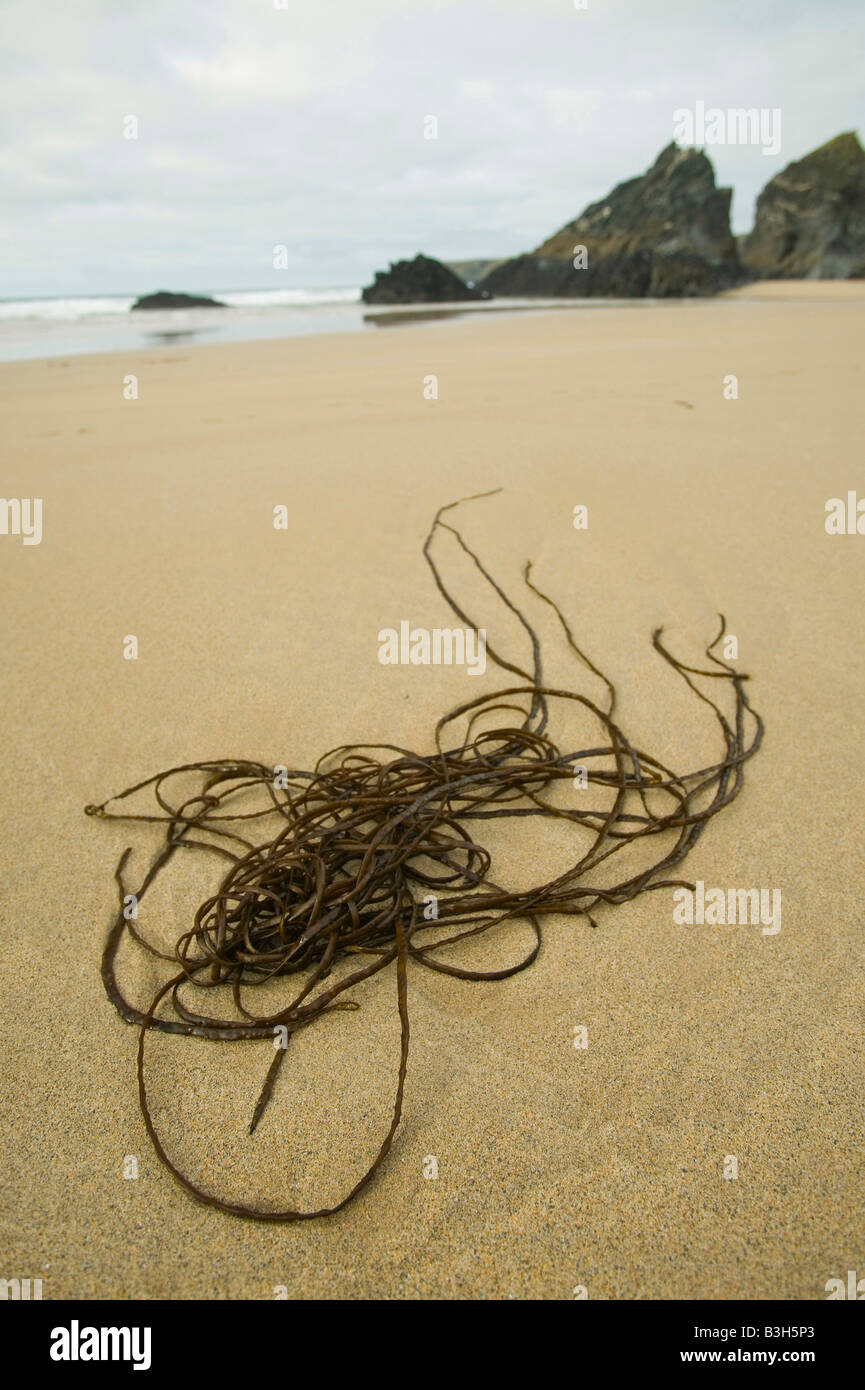 Sea weed washed up on the beach at Bedruthan steps Cornwall UK Stock Photo