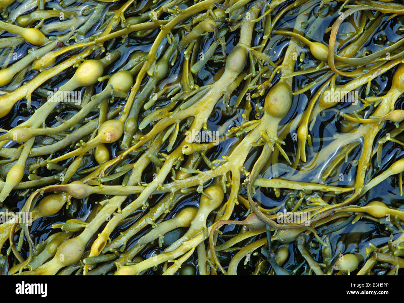 A brown seaweed or alga egg or knotted wrack Ascophyllum nodosum with air bladders buoyed up in the sea Stock Photo