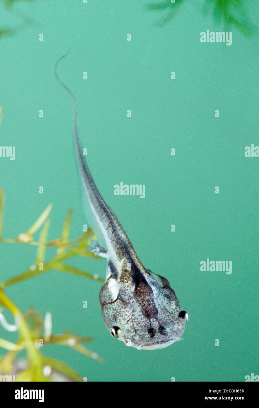 Tadpole of south african clawed frog Xenopus laevis Stock Photo