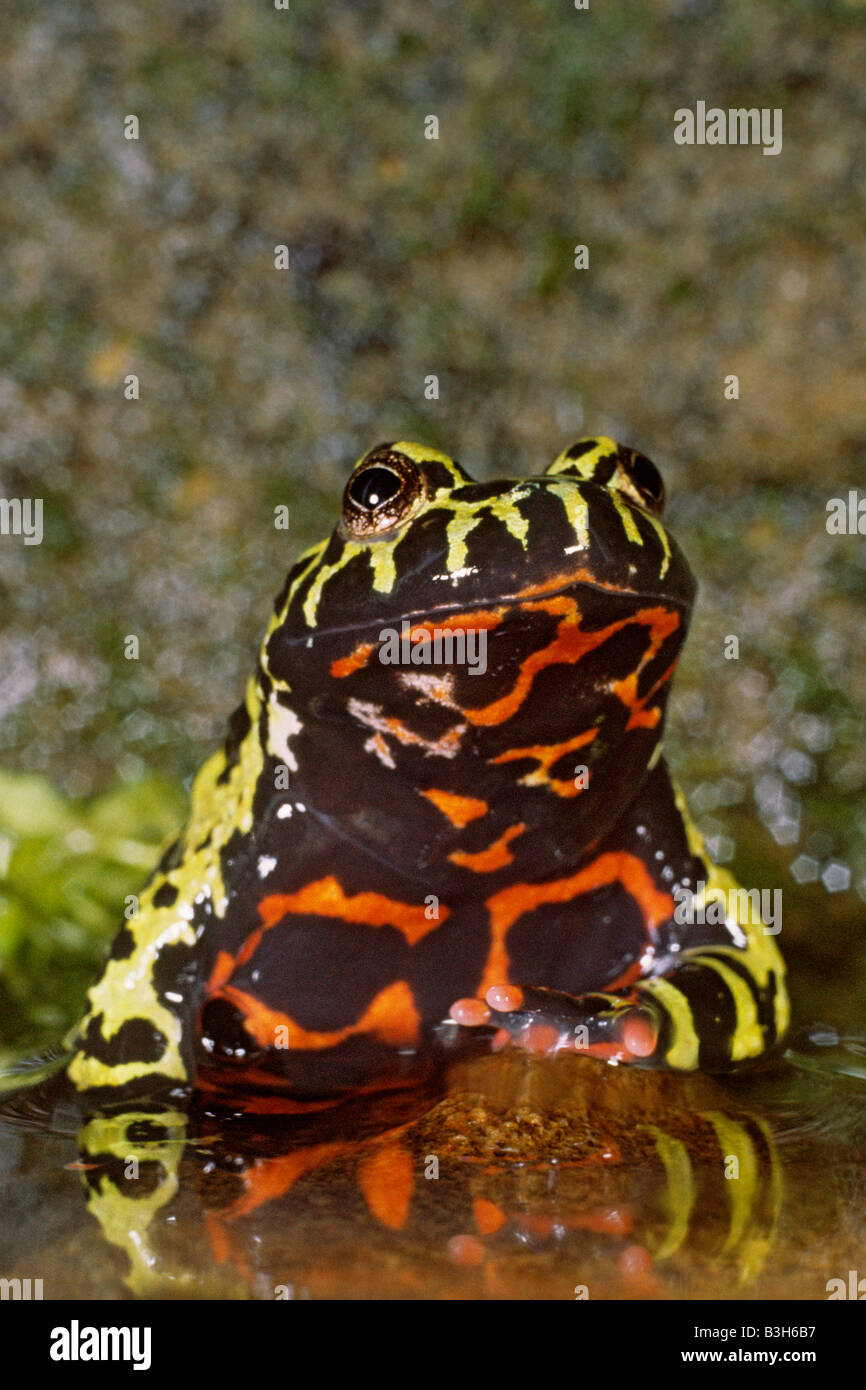 Oriental fire bellied toad Bombina orientalis with warning colours on belly Stock Photo