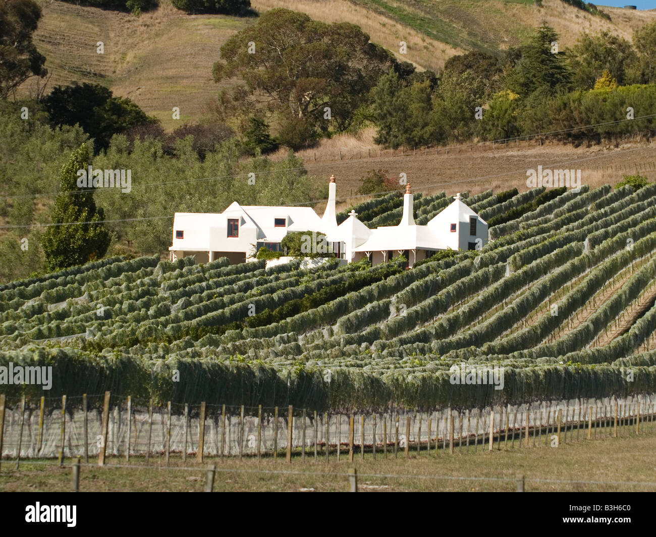 Rows of grapevines at Te Mata estate vineyard Hawkes Bay New Zealand Stock Photo