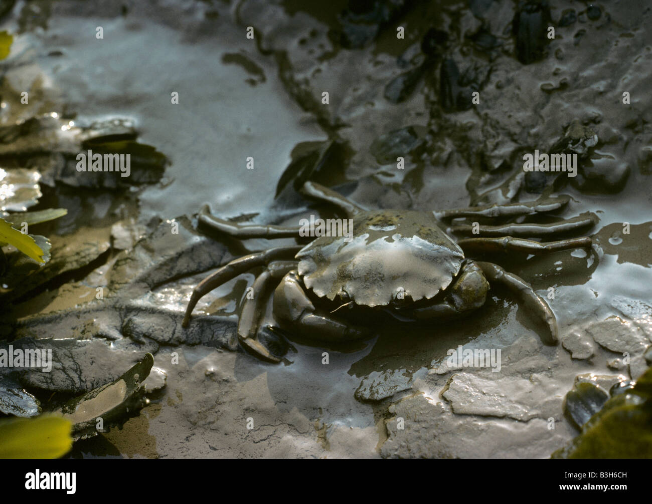Shore crab Carcinus maenas walking over muddy shore Stock Photo
