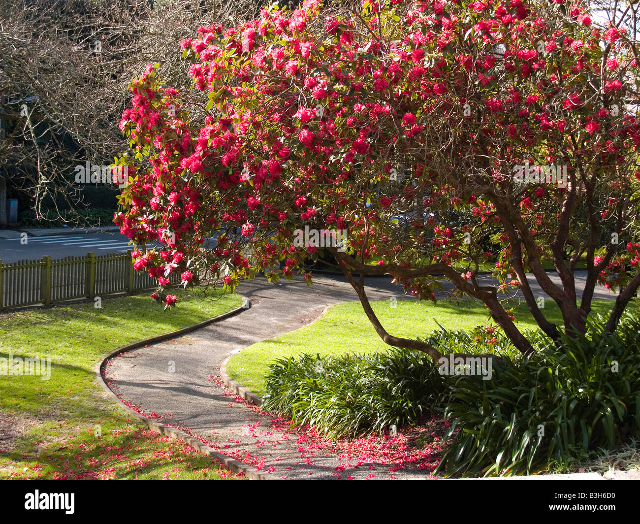 red flowering rhododendron tree framed by a garden path with grass lawn and underplanted with agapanthus Stock Photo