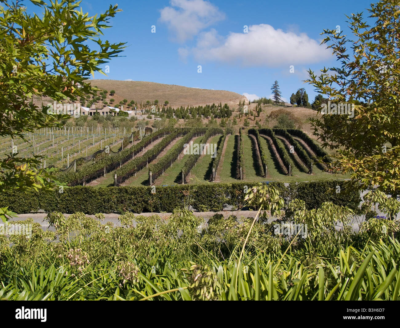 Rows of grapevines at Black Barn vineyard winery Hawkes Bay New Zealand Stock Photo