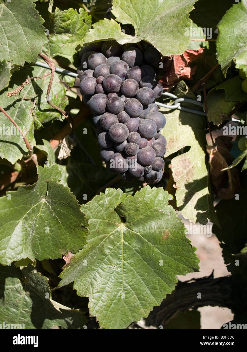 New zealand with rows of vines with pinot noir all hires stock