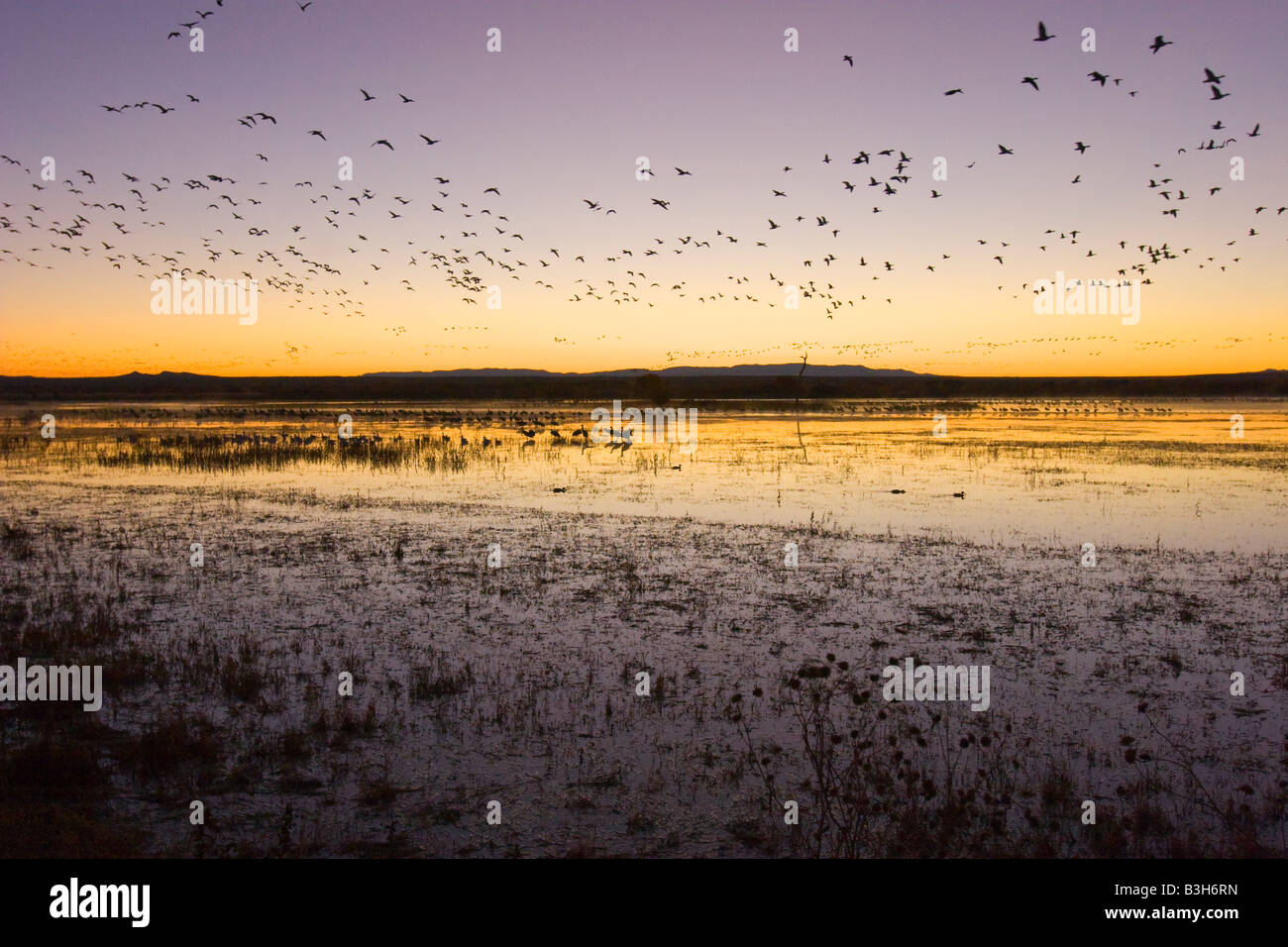 Bosque del apache hi-res stock photography and images - Alamy