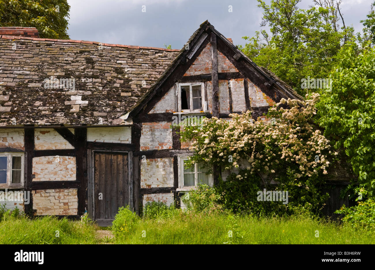 Derelict black and white timber framed cottage on roadside in Herefordshire Stock Photo