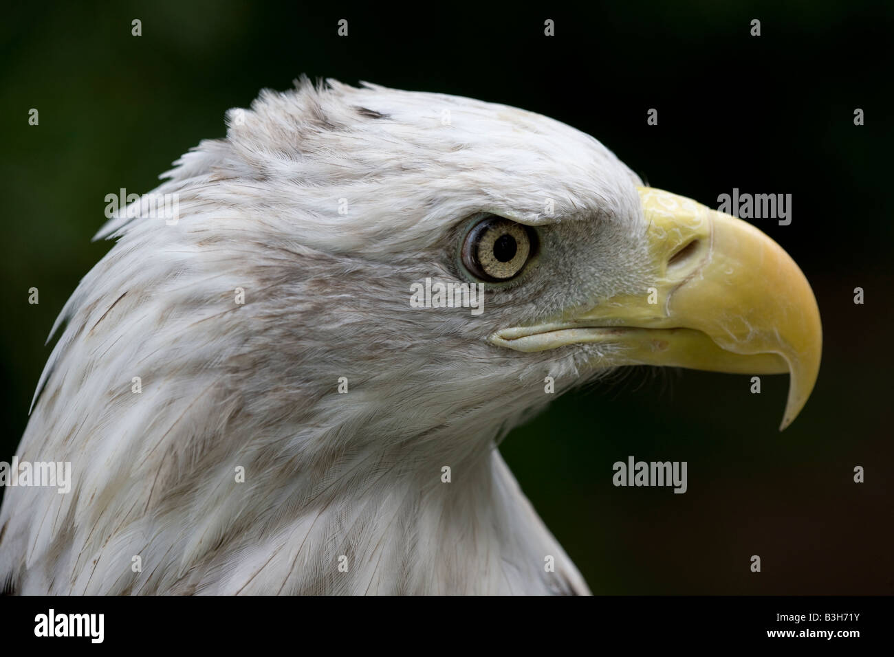 Bald Eagle (Haliaeetus leucocephalus) Portrait USA - Captive - National bird of the USA - Found over much of North America Stock Photo