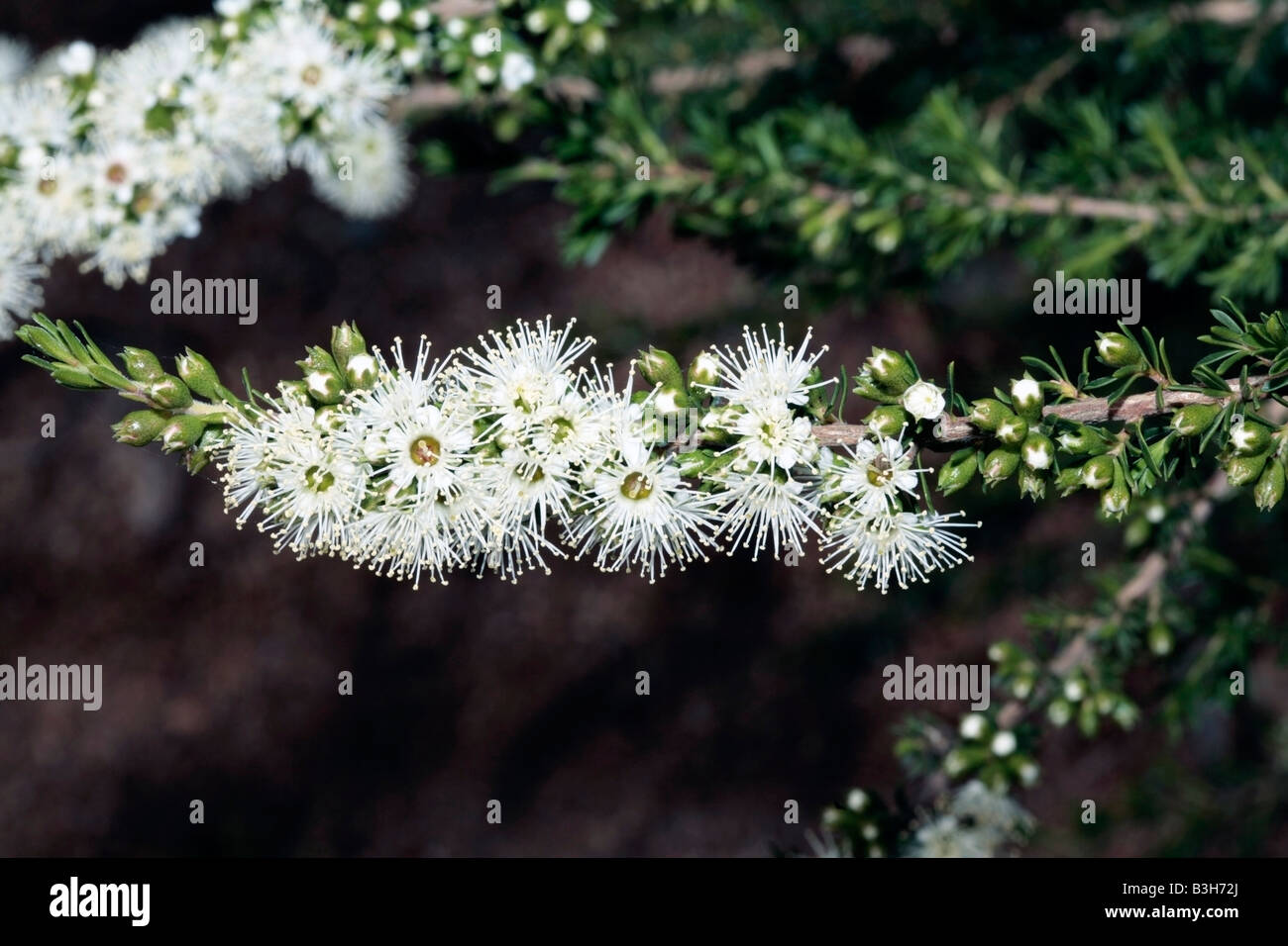Kunzea ambigua [syn. K.corifolia]-Family Myrtaceae Stock Photo