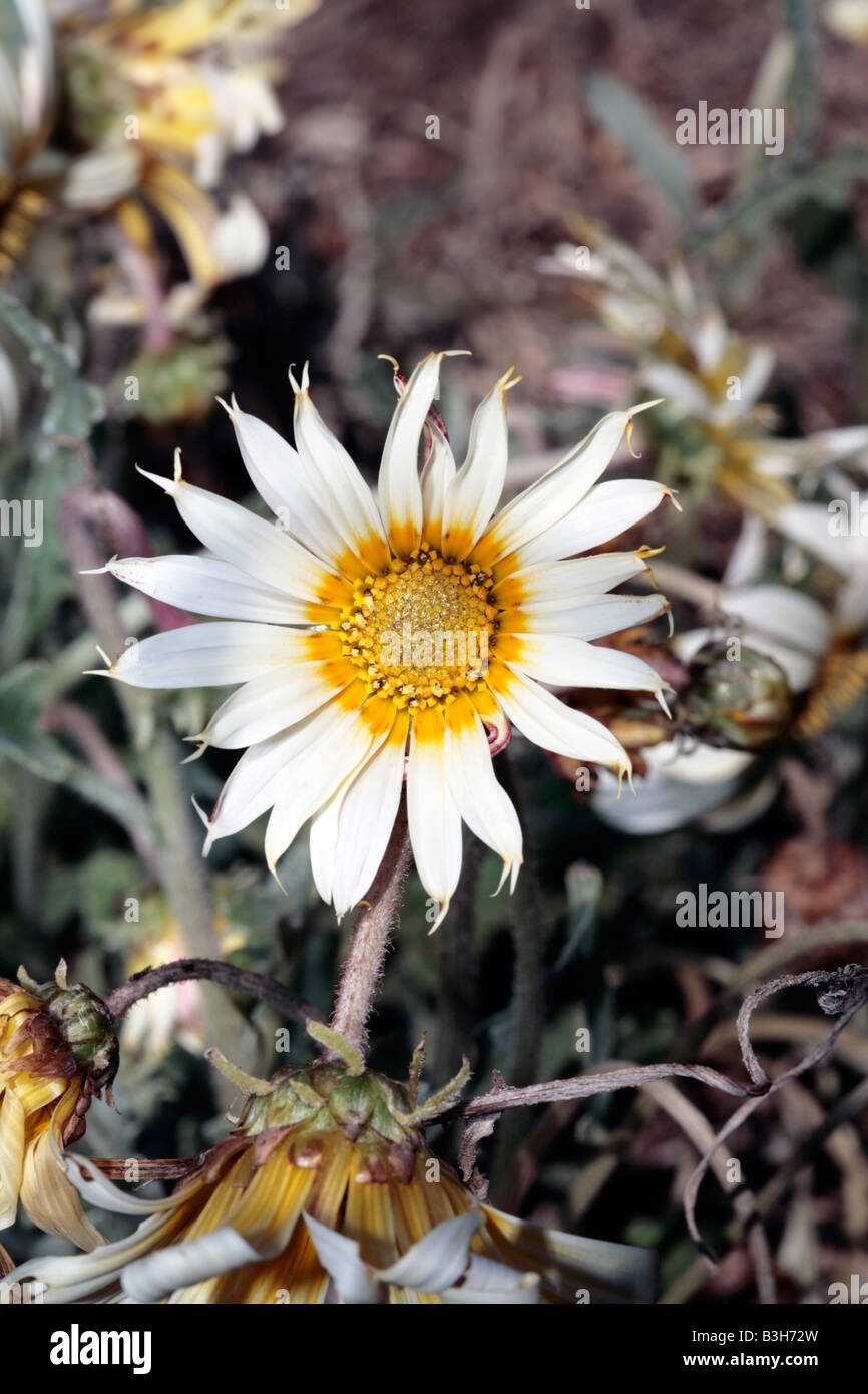 Arctotis Flower-Family Asteraceae Stock Photo