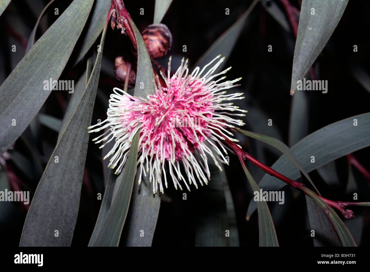 Hakea laurina-Pincushion hakea-Family Myrtaceae Stock Photo