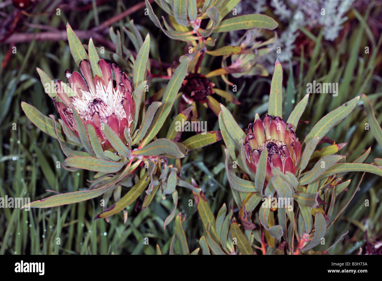 Burchell's Sugarbush-Protea burchelli- Family Proteaceae Stock Photo