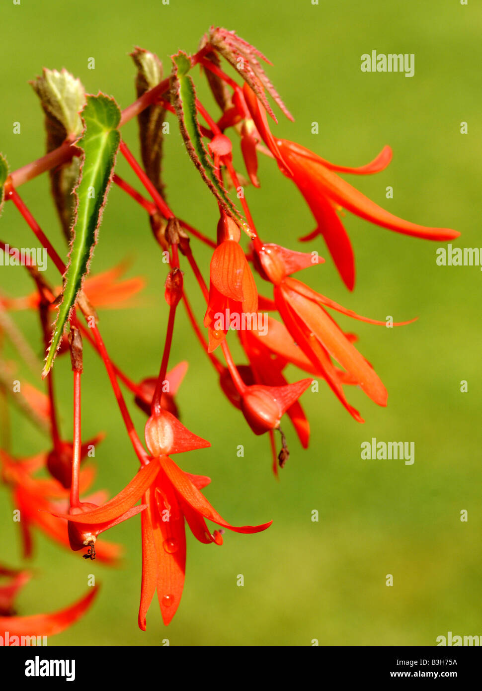 Flame red begonia in a pot in a country garden in England during the summer Stock Photo