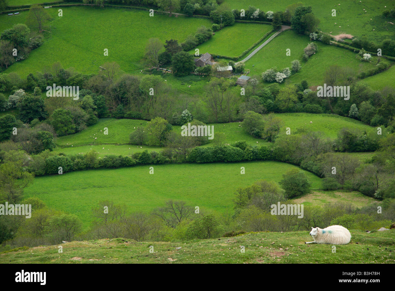 A Welsh sheep rests on the high moor above the farm fields in the Welsh Border Country along Offa's Dyke near Hay on Wye. Stock Photo