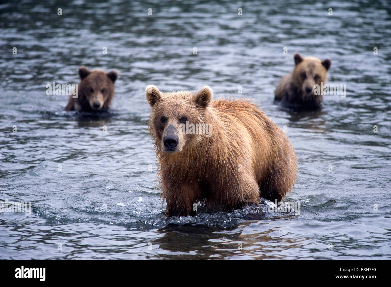 Brown bears in Yuzhno Kamchatsky national nature reserve in Kamchatka in Russian Far East 2008 Stock Photo