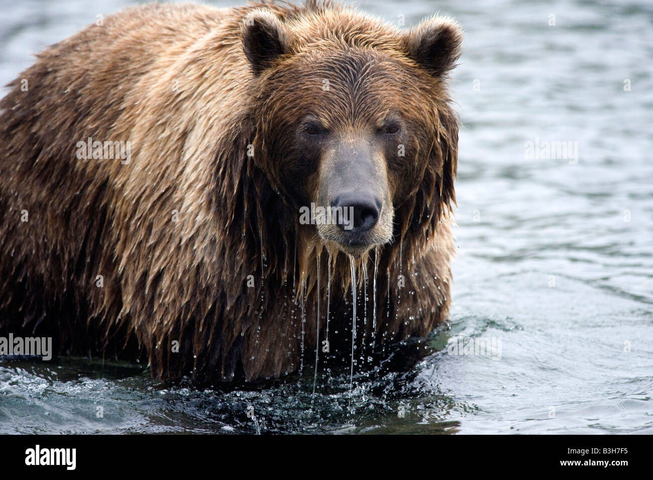 Brown bears in Yuzhno Kamchatsky national nature reserve in Kamchatka in Russian Far East 2008 Stock Photo
