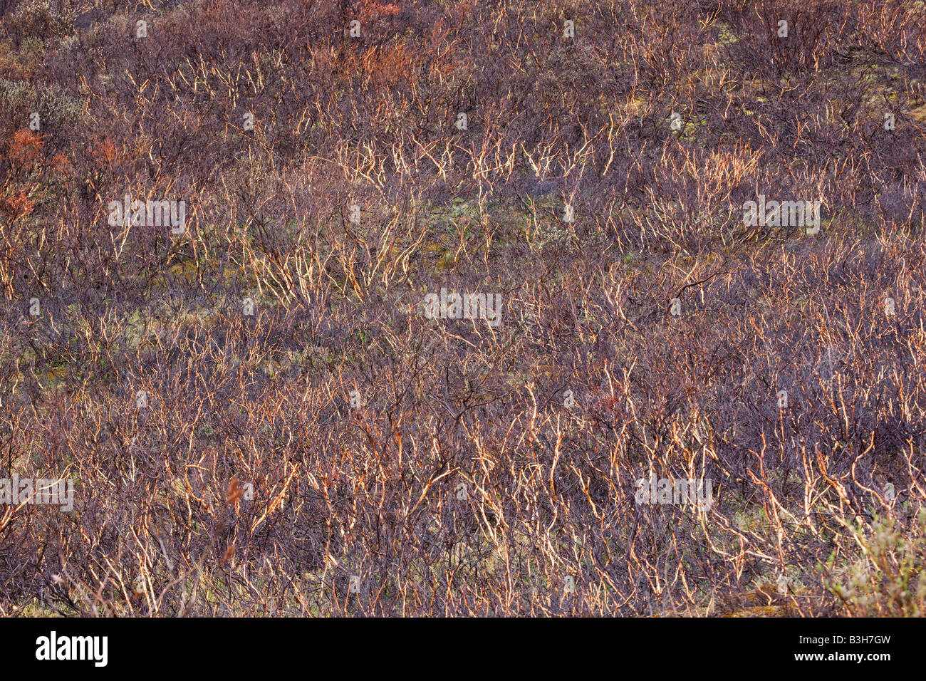 Overbrowsed willow from snowshoe hares Sable Pass Denali National Park