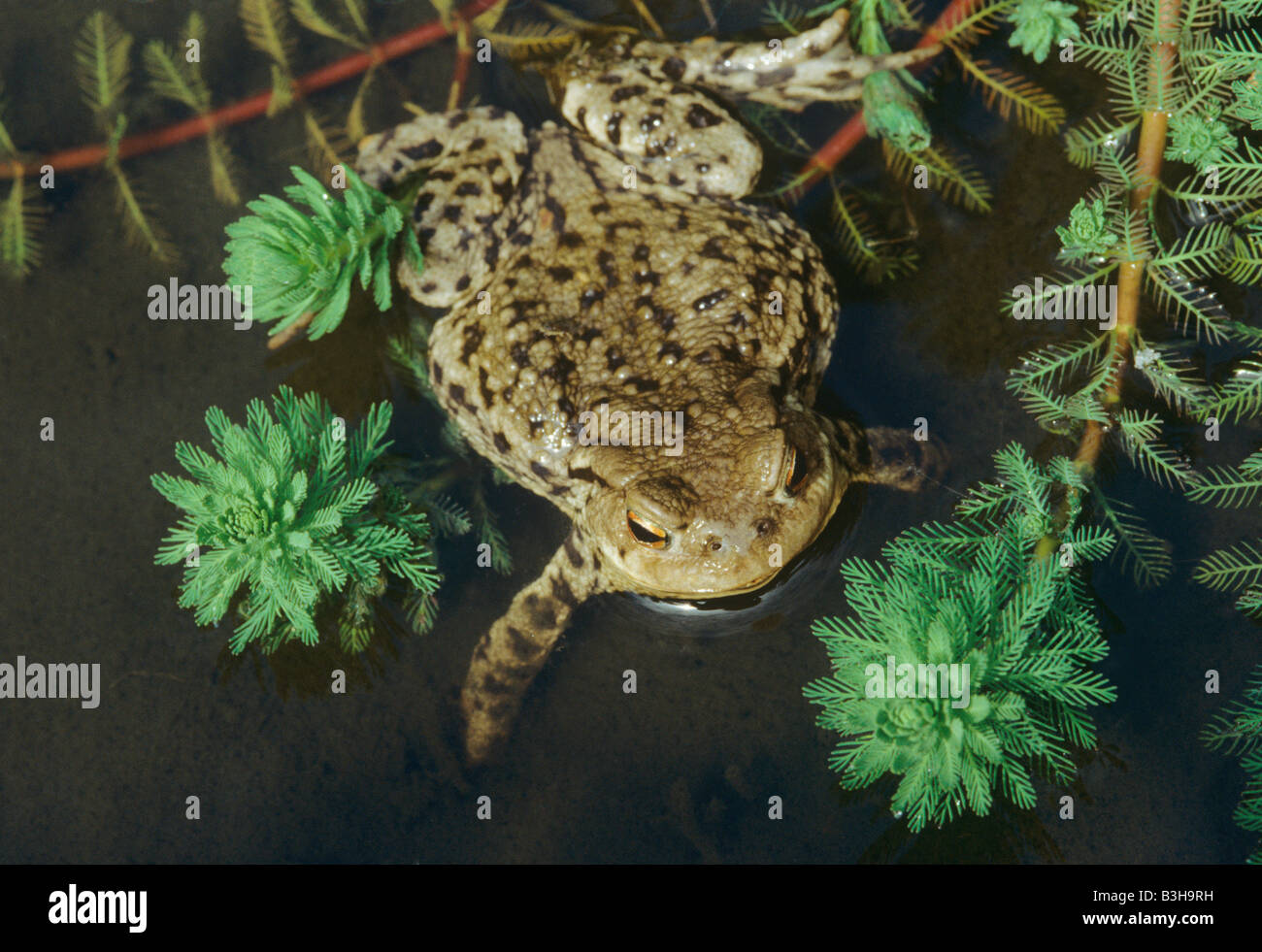 Toad Bufo bufo and parrot s feather Myriophyllum proserpinacoides in garden pond Stock Photo