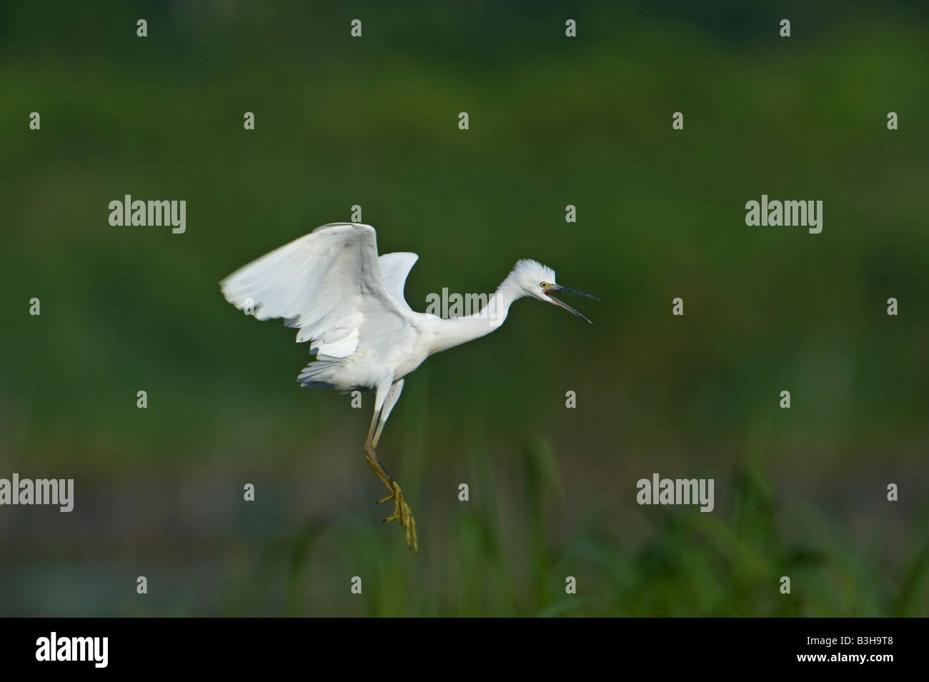 Image of a juvenile Snowy Egret practicing flying Photograph taken in Altahama WMA Stock Photo