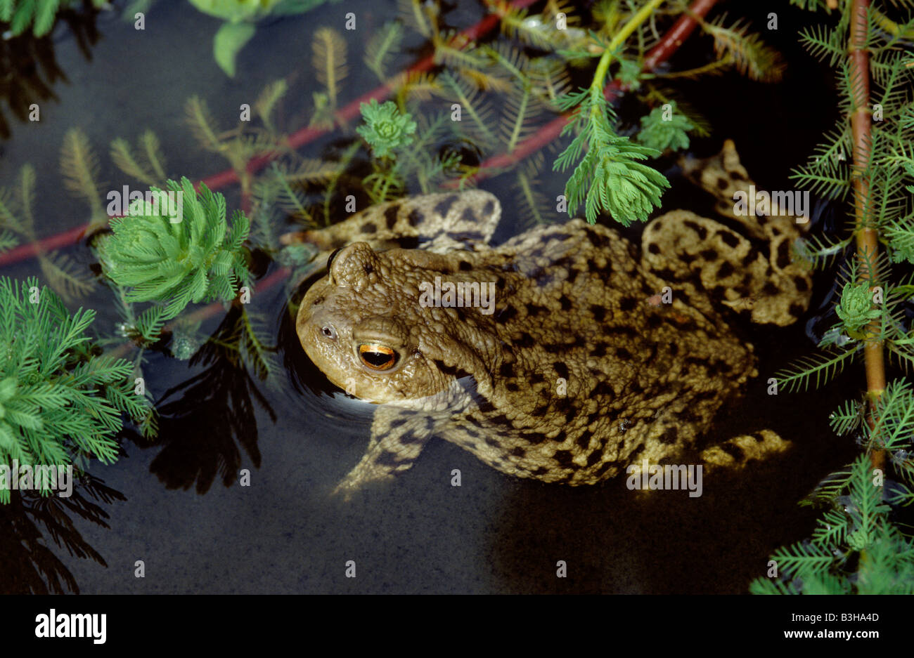 Toad Bufo bufo in garden pond with parrot s feather Myriophyllum aquaticum M proserpinacoides Stock Photo