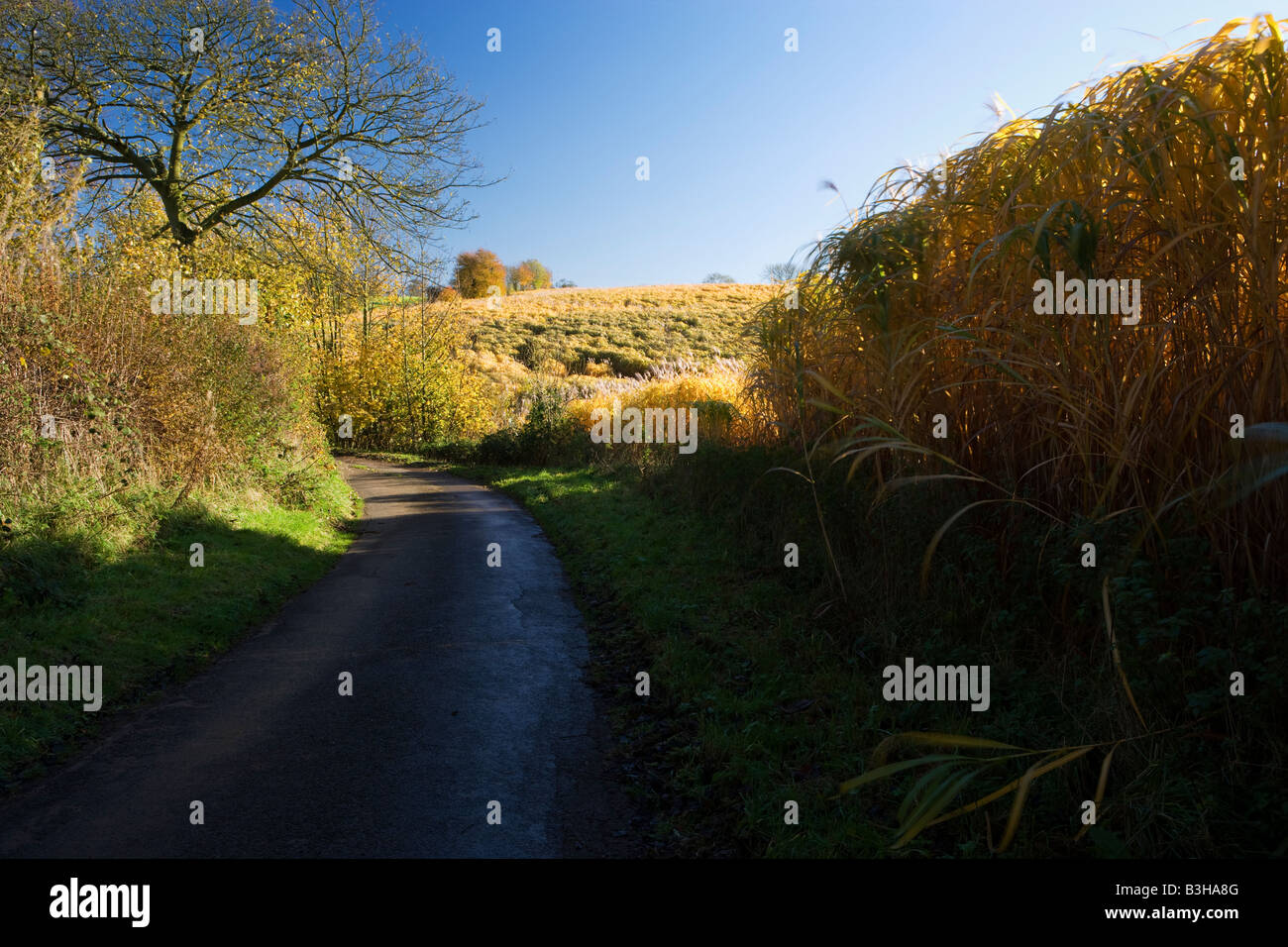 Elephant Grass, near Ravensthorpe, Northampton, Northamptonshire