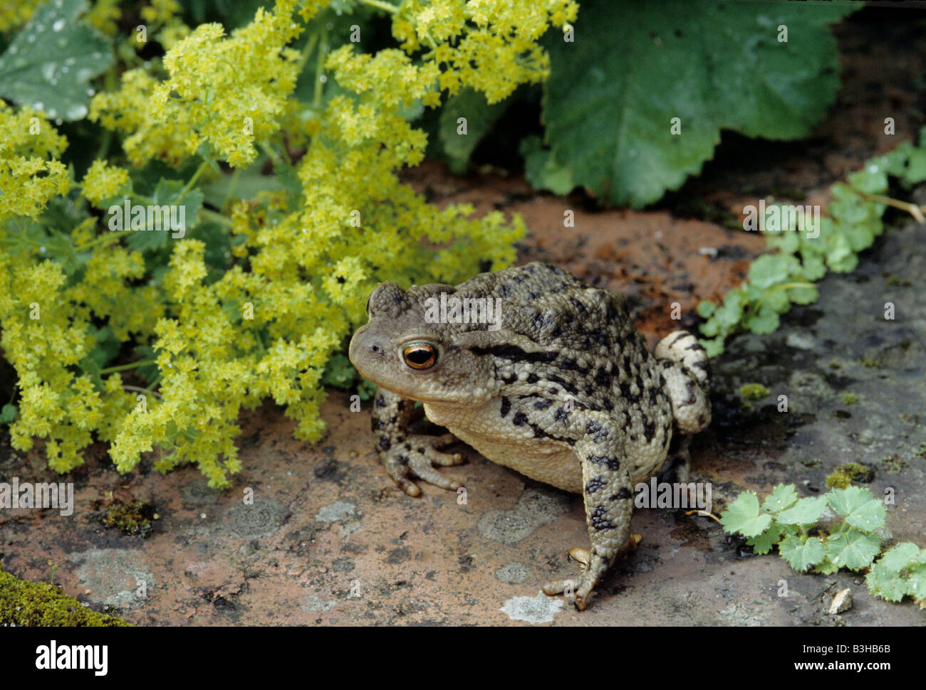 Common toad Bufo bufo on brick path in garden with lady s mantle Alchemilla mollis Stock Photo