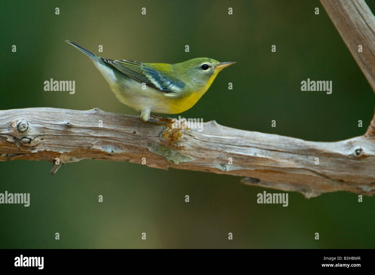 Image of a Northern Parula Warbler perched on a limb Stock Photo