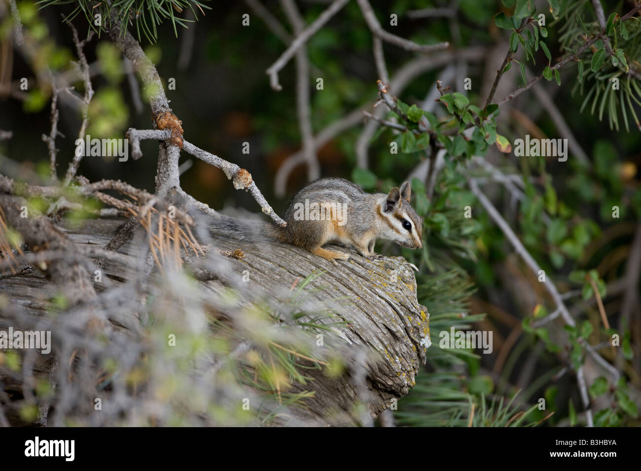 Least Chipmunk (Tamias minimus) Grand Canyon National Park - Arizona - USA Stock Photo