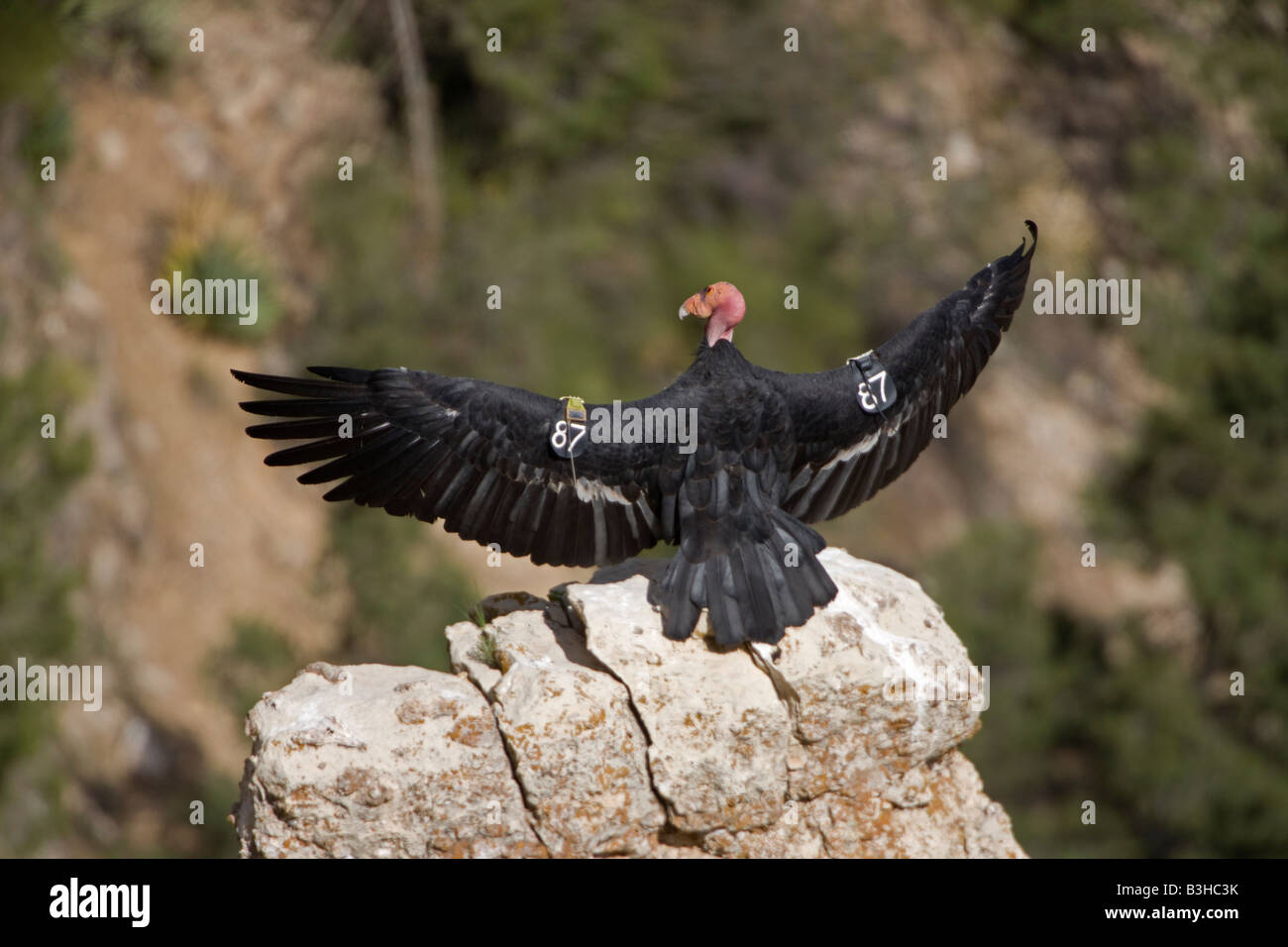 California Condor (Gymnogyps californianus) Sunning on rock - Arizona - USA - Endangered species Stock Photo